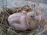 Rock Dove